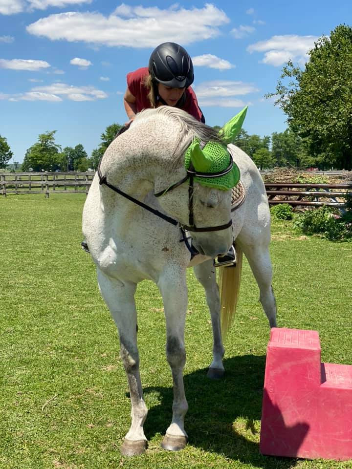 Blue Quarter Horse Bitless