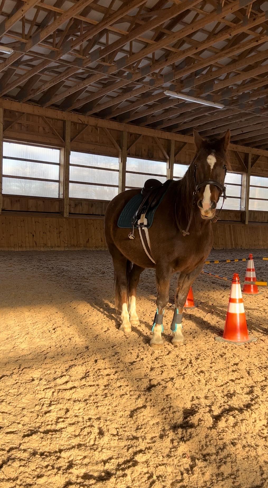 c62831d3-0727-4827-a5c3-dddb890df724 Quarter Horse Bitless