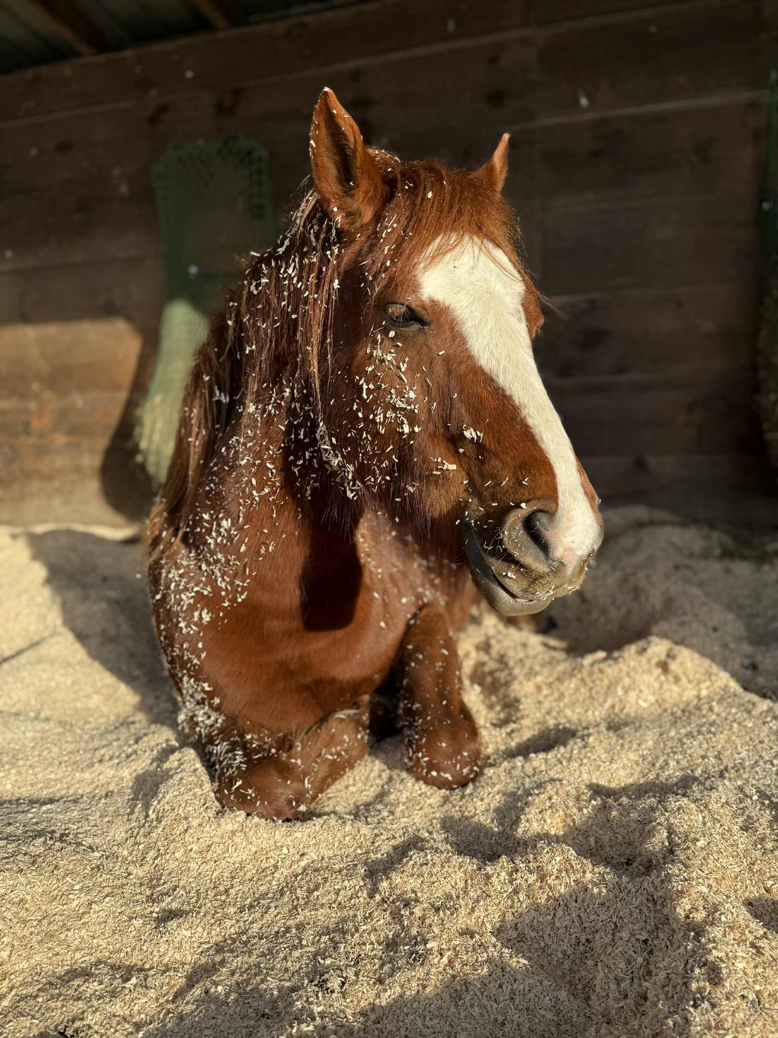 16dea6e8-0f73-4180-8260-dfc29c7acdf5 Welsh Pony and Trainer