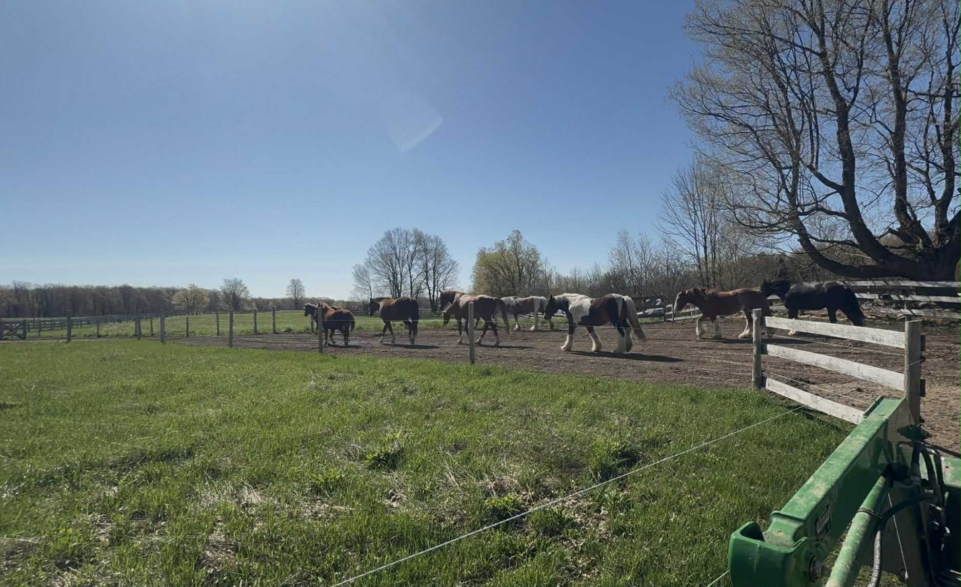 6f267985-a8c1-468c-8f7a-e18ada13c753 Welsh Pony and Trainer