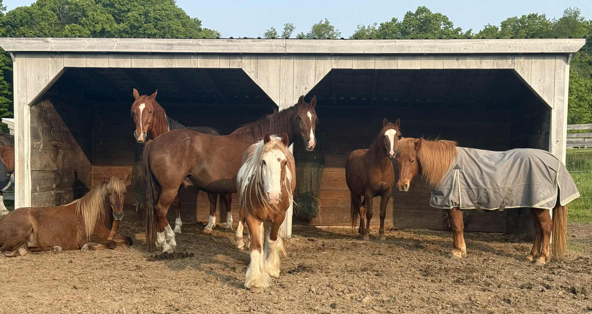 8c231f3a-7565-41d1-9d0a-42aab2433998 Welsh Pony and Trainer