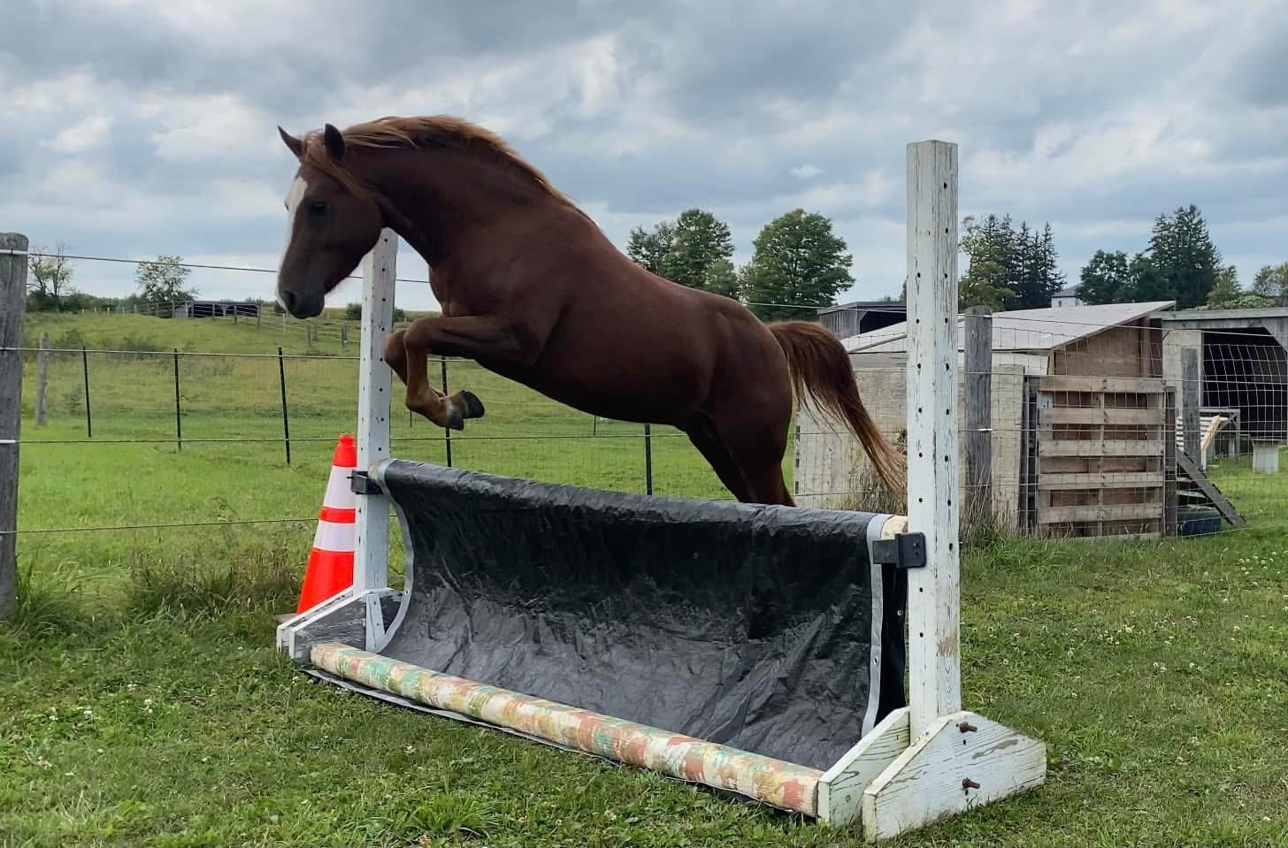 Peekaboo Quarter Horse Bitless